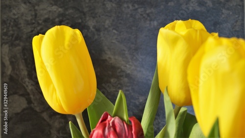 multi-colored tulips on a black background