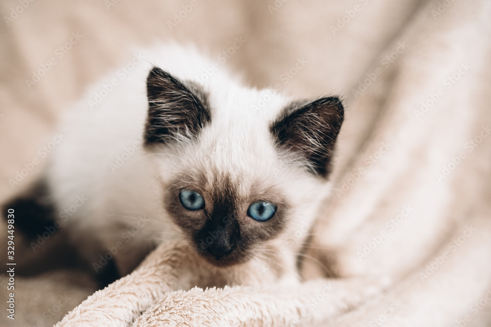 Siamese white kitten on fur background