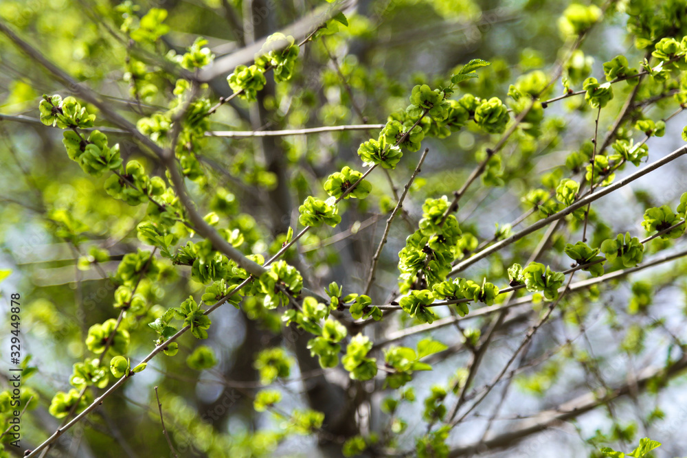 Young flowering tree. Spring flowering. Young flowering tree. Spring flowering.