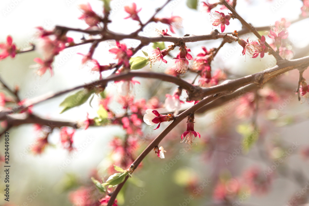Pink spring flowers on a tree. Spring flowering.