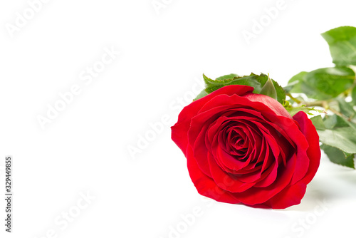 A single red Rose lying down on a white background  isolated with shadow