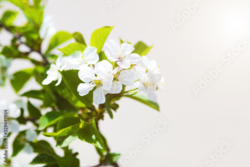 White spring flowers on a tree. Spring flowering.