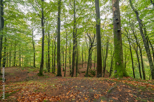 beautiful green beech forest in southern Sweden. With lush green trees and the forest floor filled with orange and red colored leaves