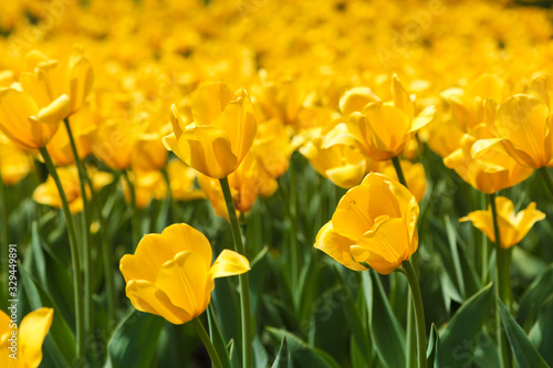 Field of yellow tulips in the park.