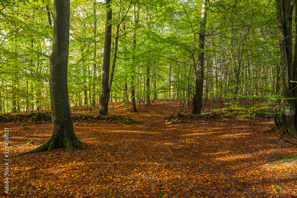 beautiful green beech forest in southern Sweden. With lush green trees and the forest floor filled with orange and red colored leaves beautiful green beech forest in southern Sweden. With lush green trees and the forest floor filled with orange and red colored leaves
