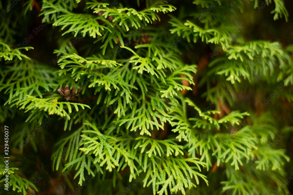 conifer wall, green thuja with small yellow cones