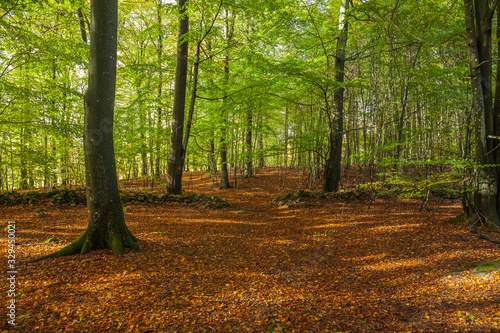 beautiful green beech forest in southern Sweden. With lush green trees and the forest floor filled with orange and red colored leaves