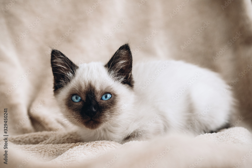 Siamese white kitten on fur background