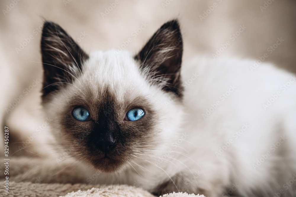Fototapeta premium Siamese white kitten on fur background