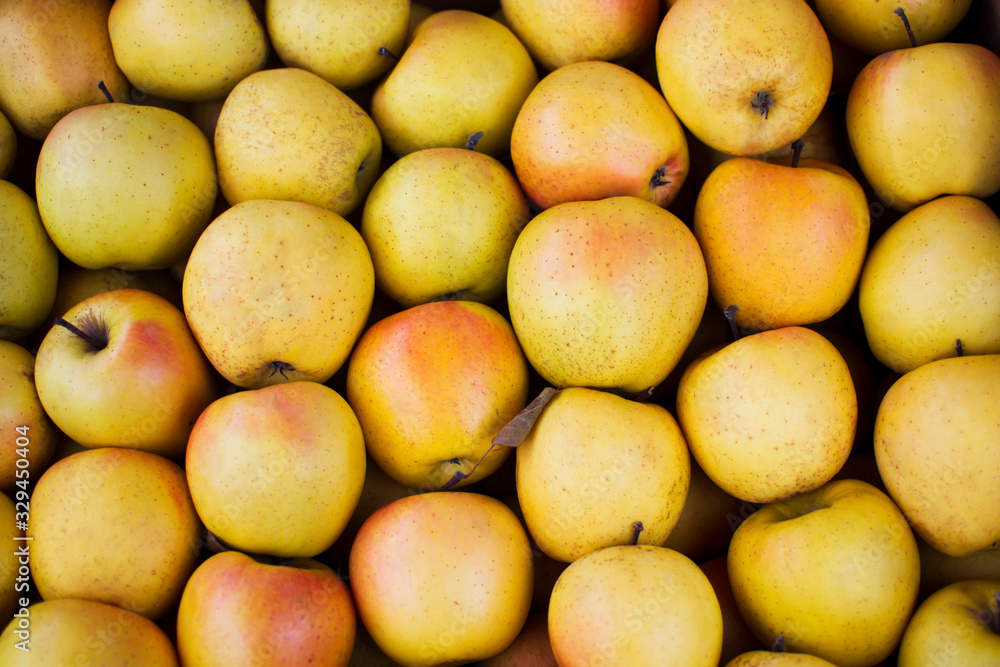 Yellow fresh juicy apples background. Agricultural fruits grown in the garden. Delicious healthy vegetarian organic food, diet. Natural vitamins. Autumn harvest. Apples ingredient for cooking.