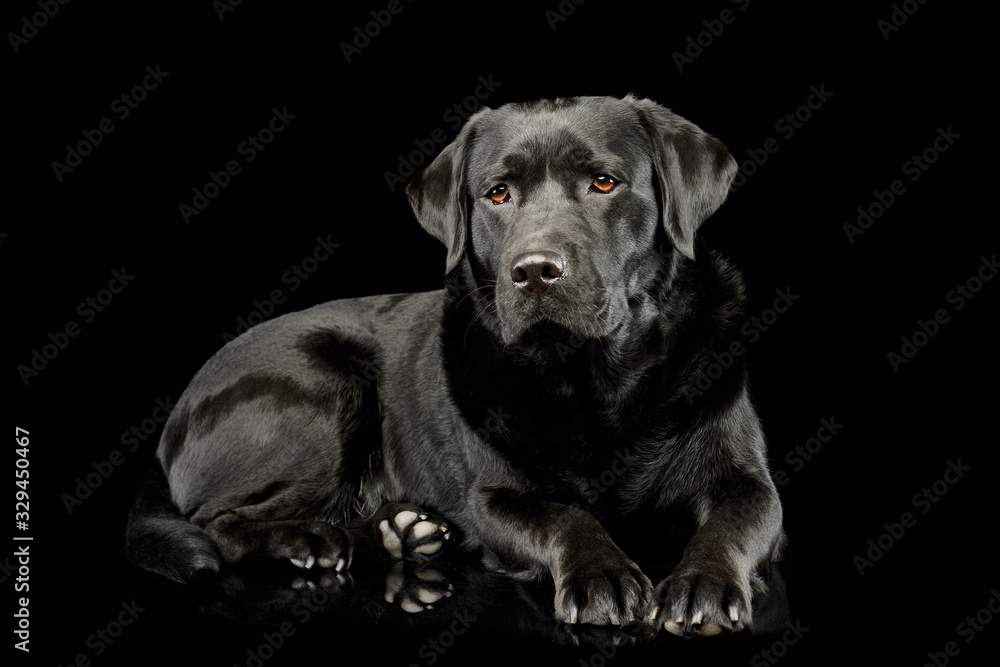 Studio shot of a lovely labrador retriever