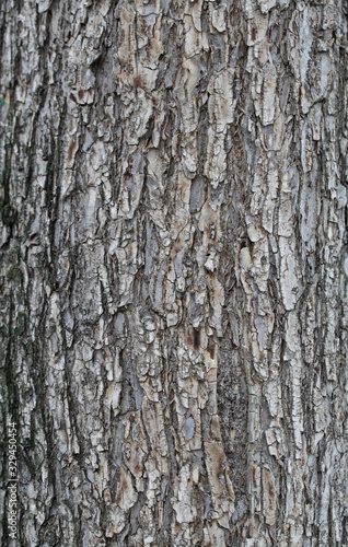 Volumetric textured texture of the bark of a tree trunk. Background for design.
