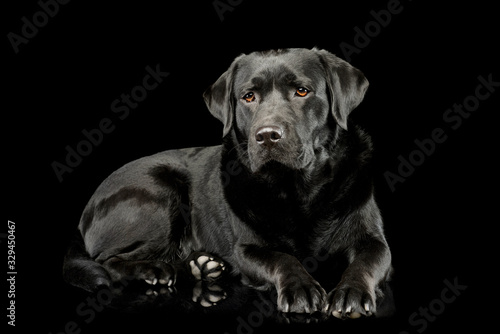 Obraz na płótnie Studio shot of a lovely labrador retriever w salonie