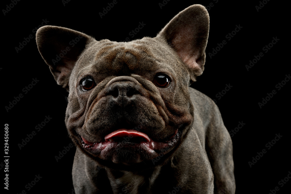 Portrait of an adorable french bulldog