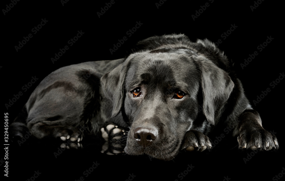 Studio shot of a lovely labrador retriever Studio shot of a lovely labrador retriever