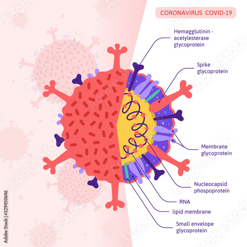 Structure of the coronavirus CoVID-19 at the molecular level. Vector illustration in flat style
