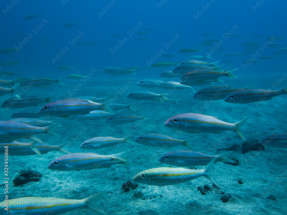 Fototapeta premium School of Tropical Fish Swim Over Sandy Ocean Floor