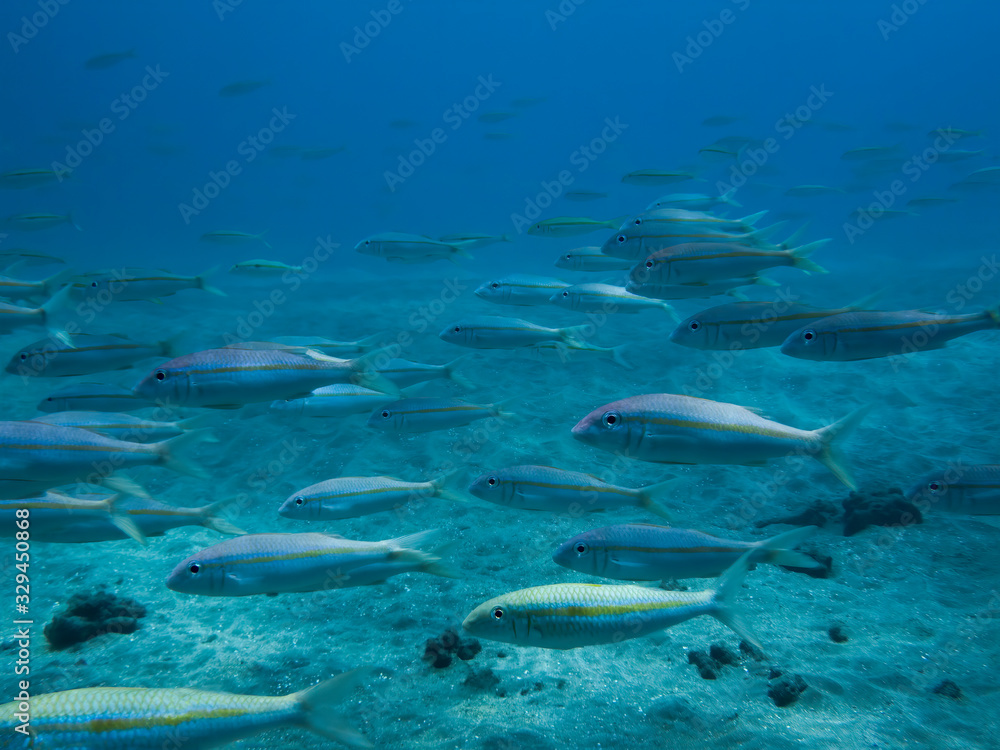 Naklejka premium School of Tropical Fish Swim Over Sandy Ocean Floor
