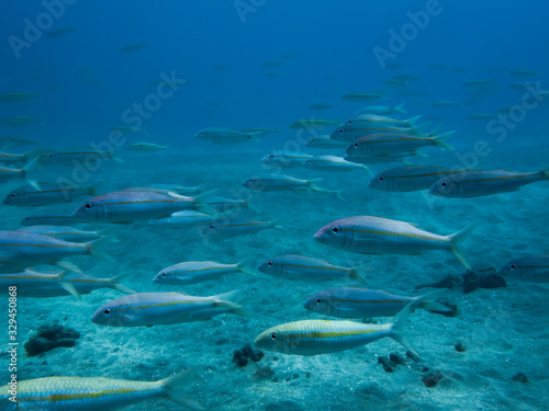 Fototapeta Naklejka Na Ścianę i Meble -  School of Tropical Fish Swim Over Sandy Ocean Floor