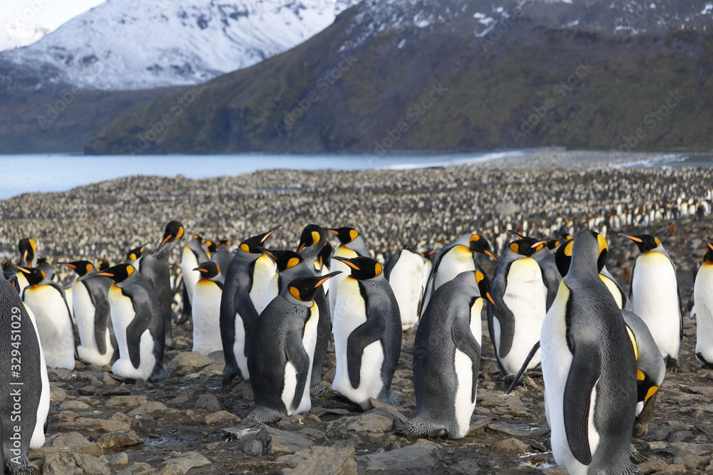 Fototapeta premium King Penguins in Gold Harbour, South Georgia