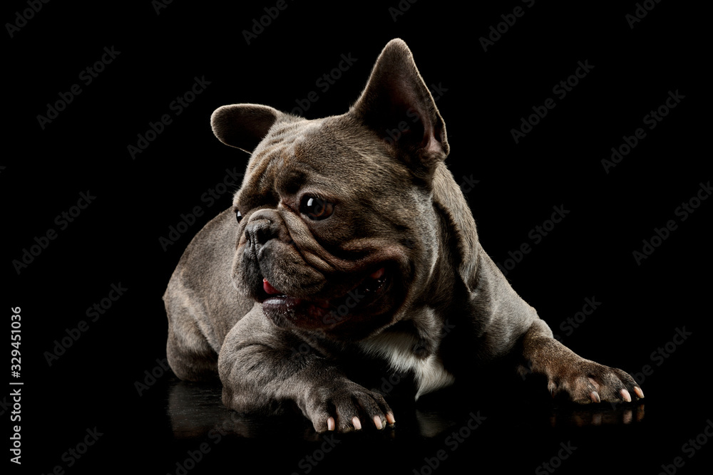 Obraz premium Studio shot of an adorable french bulldog