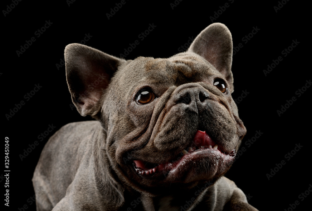 Portrait of an adorable french bulldog Portrait of an adorable french bulldog