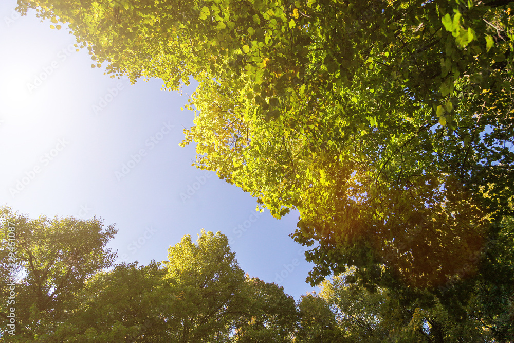 Fototapeta premium Bottom view of the green crown of trees. Background for design.