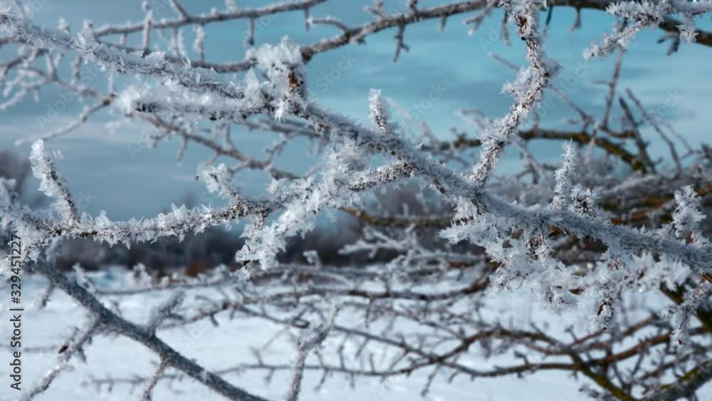 Close-up Ice Covered Hoarfrosted Tree Branches. Rime Ice Crystals Snowflakes. Macro Frozen Nature. Bright Snowy Sunny Day. Winter Holidays Season Close-up Ice Covered Hoarfrosted Tree Branches. Rime Ice Crystals Snowflakes. Macro Frozen Nature. Bright Snowy Sunny Day. Winter Holidays Season