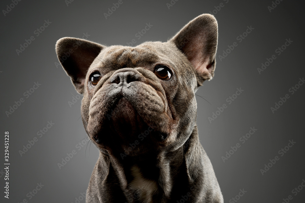 Portrait of an adorable french bulldog