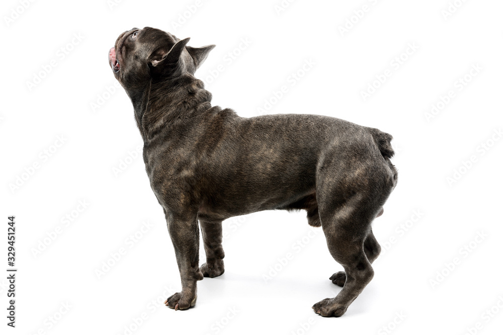 Studio shot of an adorable french bulldog