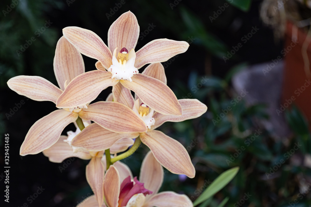 Fototapeta premium Yellow Cymbidium orchids, commonly known as boat orchids