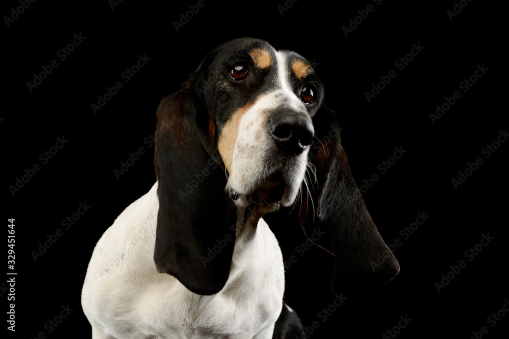 Portrait of an adorable Basset hound