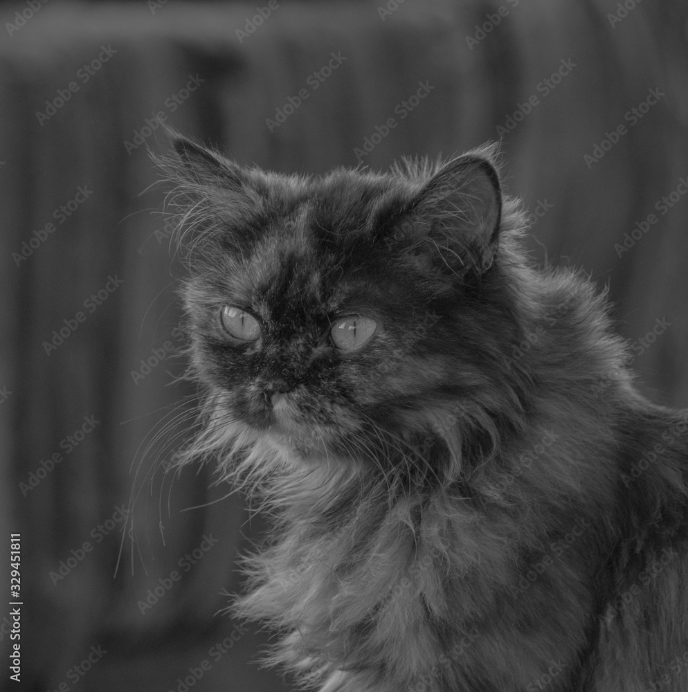 Old cat with long whiskers is posing for a portrait