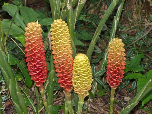  Beehive ginger, (also known as torch ginger, ginger flower. Zingiberaceae family. Location: Manaus, Amazon – Brazil photo