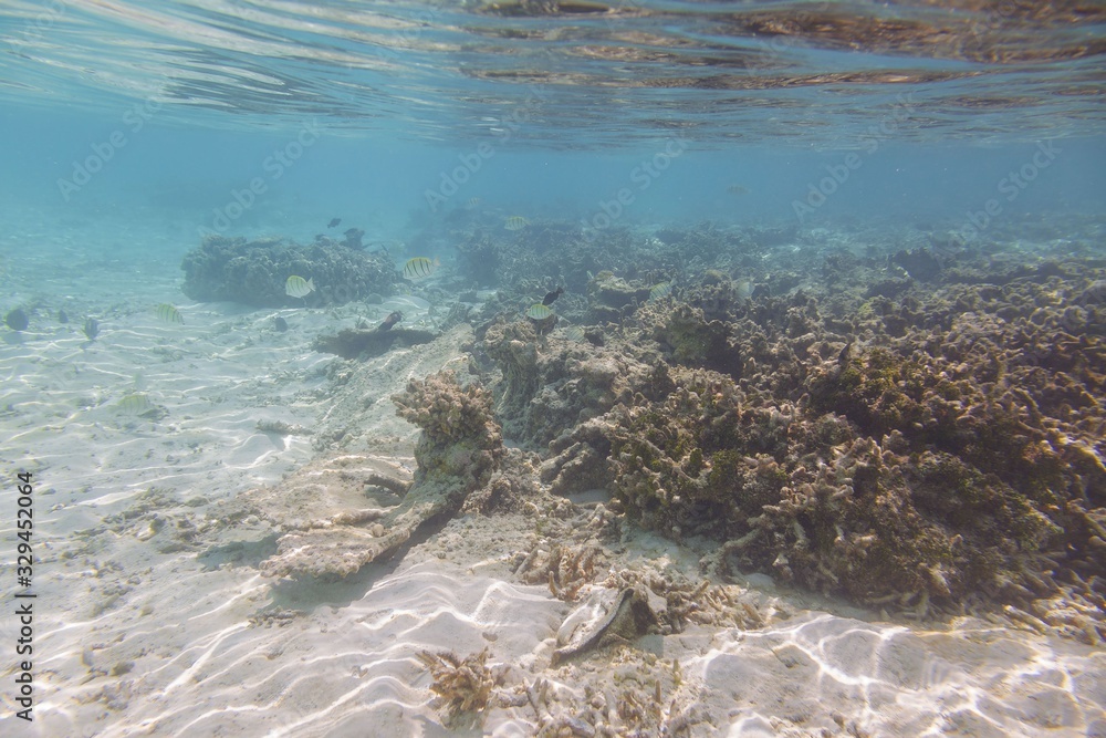 Obraz premium Beautiful underwater view during snorkeling. Maldives, Indian Ocean. Beautiful nature background.