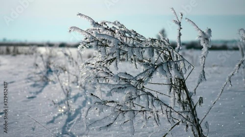 Wallpaper Mural Close-up Tares Hoarfrosted Weed Plants Covered with Rime Ice and Snow. Frozen Nature in the Field Plains Steppe Prairie. Cold Sunny Winter Bright Day. Extremely Frost Weather. Winter Holidays Torontodigital.ca