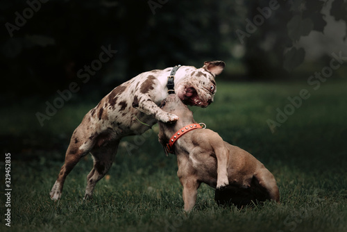 Photography two french bulldog dogs playing outdoors together