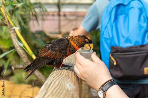 Dusky Lory,Pseudeos fuscata at Woburn Safari Park © Neuroshock