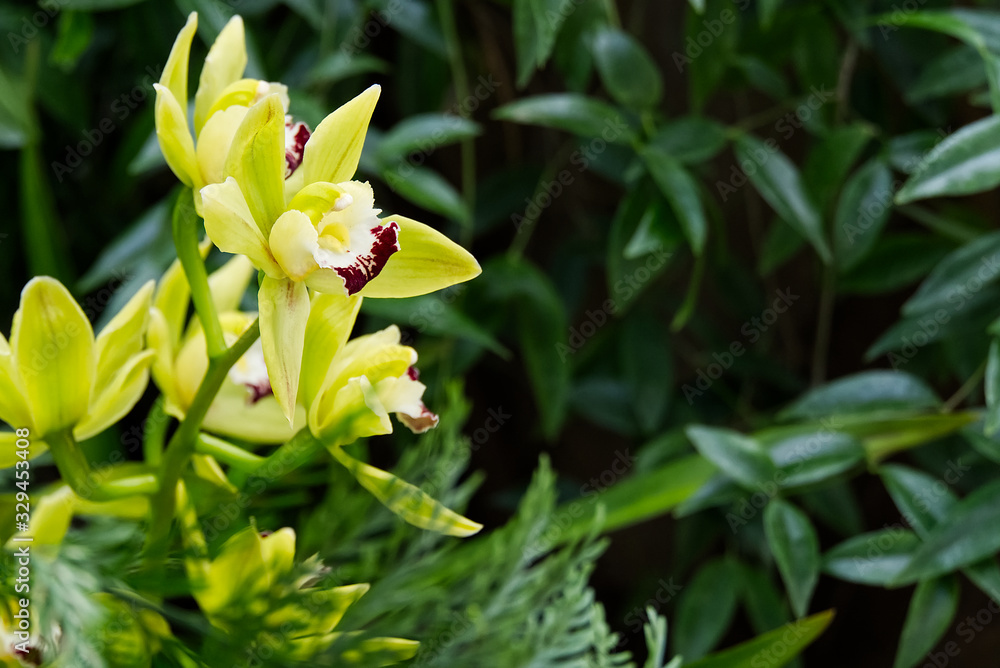 Yellow Cymbidium orchids, commonly known as boat orchids Yellow Cymbidium orchids, commonly known as boat orchids