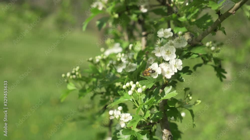 A bee on a blossoming apple tree pollinates white flowers in a spring orchard. The wind sways the green branches A bee on a blossoming apple tree pollinates white flowers in a spring orchard. The wind sways the green branches
