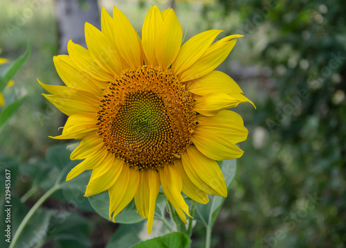 yellow sunflower flower on a background of green leaves  warm summer day