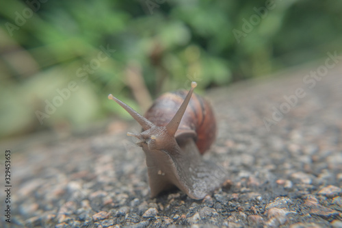 Snail in the park from a ground view