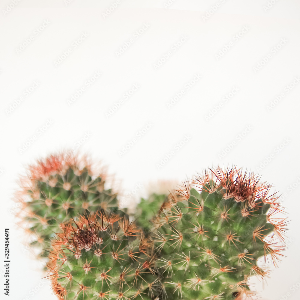 cactus on white background cactus on white background