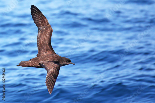 Short-tailed shearwater in flight off the coast of New Zealand photo