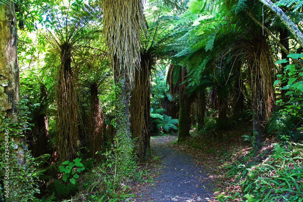 Tree ferns of ancient New Zealand forest
