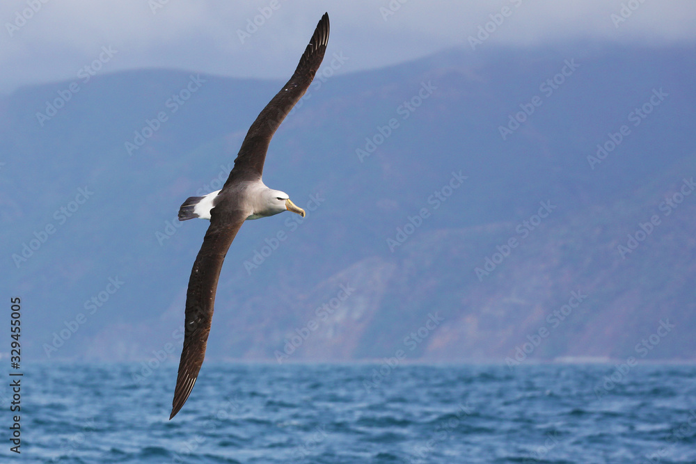 Fototapeta premium White-capped albatross flying close to New Zealand coast
