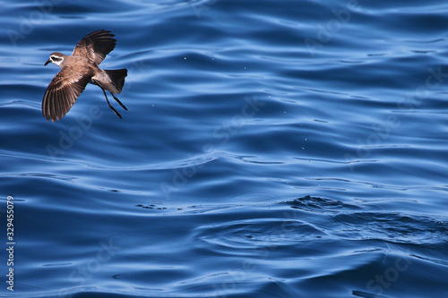 White-faced storm-petrel in flight off the coast of New Zealand