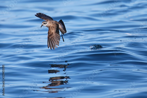 White-faced storm-petrel in New Zealand waters