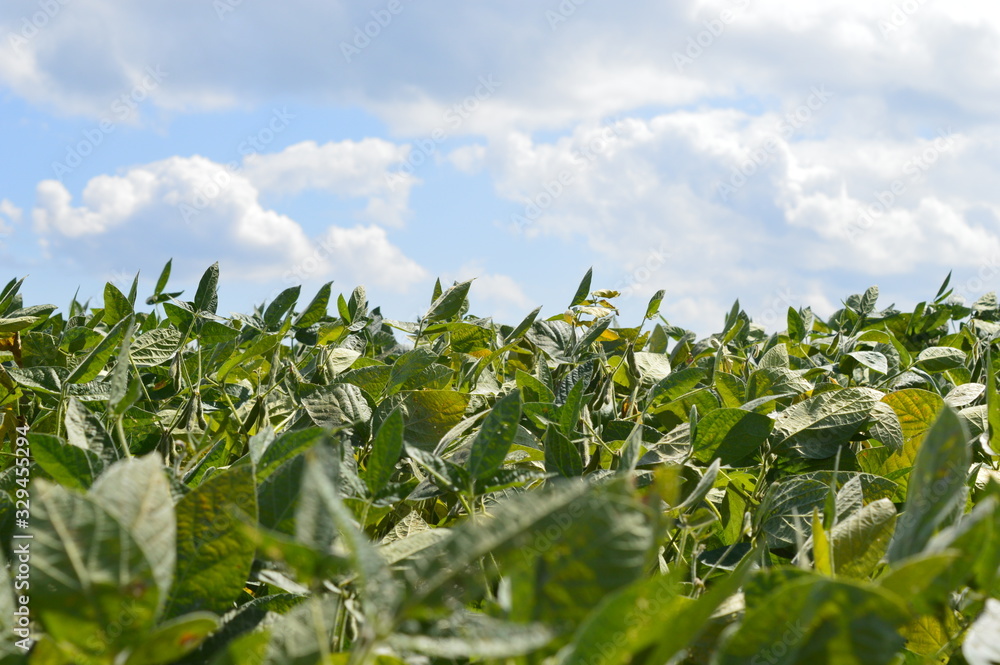 Leaves of a soybean crop on a beautiful day Leaves of a soybean crop on a beautiful day