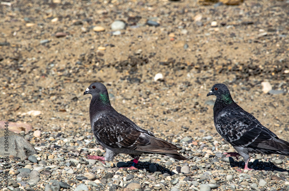 Pigeons seek food on the beach. Travel and adventure. Pigeons seek food on the beach. Travel and adventure.